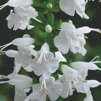  SAUGE COCCINEA SAUGE COCCINEA-SUMMER JEWEL (Salvia coccinea)-blanc - Graineterie A. DUCRETTET