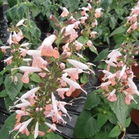  SAUGE COCCINEA SAUGE COCCINEA-SUMMER JEWEL (Salvia coccinea)-rose pâle - Graineterie A. DUCRETTET
