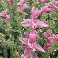  SAUGE HORMINUM SAUGE HORMINUM-Salvia viridis (horminum) (Salvia viridis (horminum))-rose - Graineterie A. DUCRETTET