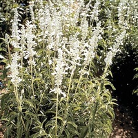 Graines de fleurs SAUGE FARINACEA VICTORIA (Salvia farinacea) - Graineterie A. DUCRETTET