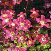  SAXIFRAGE SAXIFRAGE-TAPIS (Saxifraga arendsii)-pourpre - Graineterie A. DUCRETTET