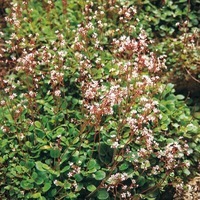 Graines de fleurs SAXIFRAGE ELLIOT (Saxifraga umbrosa) - Graineterie A. DUCRETTET