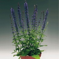  SAUGE SAUGE-ADORA (Salvia nemorosa ou superba)-bleu - Graineterie A. DUCRETTET
