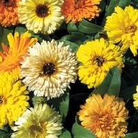 Graines de fleurs CALENDULA (SOUCI) GITANA (Calendula officinalis) - Graineterie A. DUCRETTET
