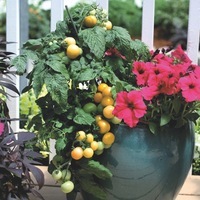  TOMATE pour potée TOMATE pour potée-LEMON SHERBET F1 (Lycopersicum)-Graines non traitées. Fruit jaune - Graineterie A. DUCRETTET