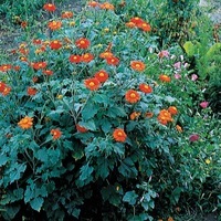  TITHONIA TITHONIA-TORCH (Tithonia rotundifolia)-orange et jaune - Graineterie A. DUCRETTET