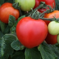 Graines de fleurs TOMATE pour potée MEGABYTE (Lycopersicum) - Graineterie A. DUCRETTET