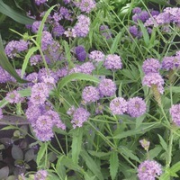  VERVEINE SPECIOSA VERVEINE SPECIOSA-SANTOS (Verbena rigida)-bleu violet - Graineterie A. DUCRETTET