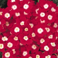Graines de fleurs VERVEINE QUARTZ XP (Verbena hybrida) - Graineterie A. DUCRETTET