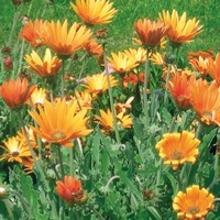 Graines de fleurs VENIDIUM SUNDAY (Venidium fastuosum) - Graineterie A. DUCRETTET