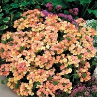 Graines de fleurs VERVEINE PEACHES AND CREAM (Verbena hybrida) - Graineterie A. DUCRETTET