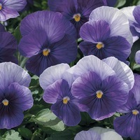 Graines de fleurs VIOLA CORNUTA ALPINE F1 (Viola cornuta) - Graineterie A. DUCRETTET