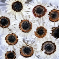 Graines de fleurs VENIDIUM ZULU PRINCE (Venidium fastuosum) - Graineterie A. DUCRETTET