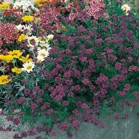Graines de fleurs VERVEINE SPECIOSA IMAGINATION (Verbena speciosa) - Graineterie A. DUCRETTET