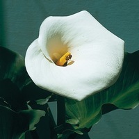 Graines de fleurs ZANTEDESCHIA (Calla) ZANTEDESCHIA (Zantedeschia aethiopica (calla)) - Graineterie A. DUCRETTET