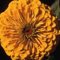  ZINNIA DOUBLE ZINNIA DOUBLE-SUPER YOGA A FLEURS DE DAHLIA (Zinnia elegans (ou Zinnia violaceae))-jaune d'or - Graineterie A. DUCRETTET