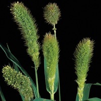  GRAMINEES ANNUELLES GRAMINEES ANNUELLES-SETARIA (Setaria macrostachya)-vert - Graineterie A. DUCRETTET
