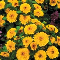 Graines de fleurs CALENDULA (SOUCI) GITANA (Calendula officinalis) - Graineterie A. DUCRETTET