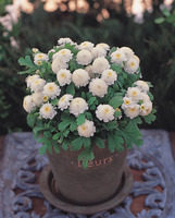Graines de fleurs CHRYSANTHEME PARTHENIUM SANTANA (Chrysanthemum parthenium) - Graineterie A. DUCRETTET
