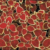 COLEUS COLEUS-WIZARD (Solenostemon scutellarioides)-écarlate vif bord vert - Graineterie A. DUCRETTET
