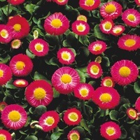 Graines de fleurs PAQUERETTE GALAXY (Bellis perennis) - Graineterie A. DUCRETTET