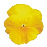Graines de fleurs PENSEE A GRANDES FLEURS PRIM'PLUS F1 (Création française MELBA) - Graineterie A. DUCRETTET