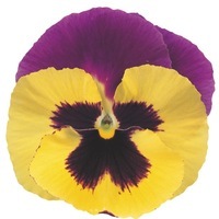 Graines de fleurs PENSEE A FLEURS GEANTES SUMO F1 (Création française MELBA) - Graineterie A. DUCRETTET