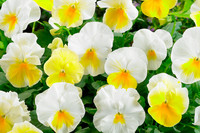 Graines de fleurs PENSEE A GRANDES FLEURS PRIM'PLUS F1 (Création française MELBA) - Graineterie A. DUCRETTET