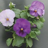 Graines de fleurs PENSEE A FLEURS GEANTES SUMO F1 (Création française MELBA) - Graineterie A. DUCRETTET