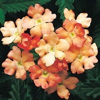 Graines de fleurs VERVEINE OBSESSION F1 (Verbena hybrida) - Graineterie A. DUCRETTET