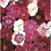 Graines de fleurs OEILLET DE CHINE IDEAL F1 (Dianthus chinensis x barbatus) - Graineterie A. DUCRETTET