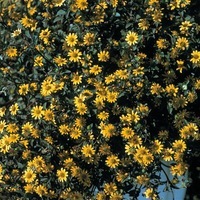  SANVITALIA SANVITALIA-AZTEC (Sanvitalia procumbens)-jaune pur - Graineterie A. DUCRETTET