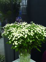 Graines de fleurs CHRYSANTHEME PARTHENIUM VEGMO (Chrysanthemum parthenium) - Graineterie A. DUCRETTET