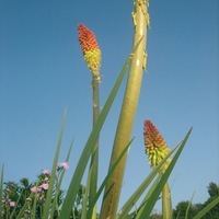 Graines de fleurs TRITOMA (Kniphofia) FLAMENCO (Kniphofia uvaria) - Graineterie A. DUCRETTET