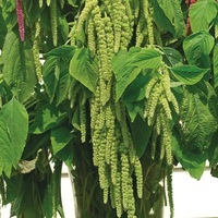 Graines de fleurs AMARANTHE GREEN CASCADE (Amaranthus caudatus) - Graineterie A. DUCRETTET
