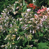 Graines de fleurs AGASTACHE SPRITE (Agastache aurantiaca) - Graineterie A. DUCRETTET