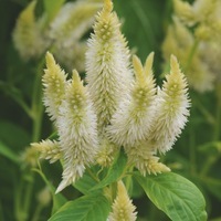  CELOSIE SPICATA CELOSIE SPICATA-CELWAY (Celosia spicata)-blanc - Graineterie A. DUCRETTET