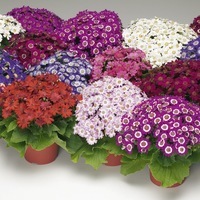 Graines de fleurs CINERAIRE DES RAMEAUX VENEZIA F1 (Pericallis cruenta ou Cineraria senecio) - Graineterie A. DUCRETTET