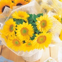 Graines de fleurs SOLEIL ou HELIANTHUS SUNRICH F1 (Helianthus annuus) - Graineterie A. DUCRETTET