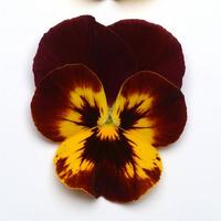 Graines de fleurs PENSEE POUR SUSPENSIONS COOL WAVE F1 (Viola witrockiana) - Graineterie A. DUCRETTET