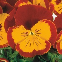 Graines de fleurs PENSEE FIXEE JOKER F2 (Viola witrockiana) - Graineterie A. DUCRETTET