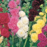 Graines de fleurs ALCEA ou ROSE-TREMIERE CHATERS (Alcea rosea) - Graineterie A. DUCRETTET