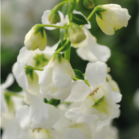  ANGELONIA ANGELONIA-SERENA F1 (Angelonia angustifolia)-blanc                                                                                               graines enrobées - Graineterie A. DUCRETTET
