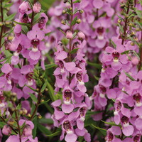 ANGELONIA ANGELONIA-SERENA F1 (Angelonia angustifolia)-pourpre (graines enrobées) - Graineterie A. DUCRETTET
