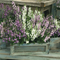 ANGELONIA ANGELONIA-SERENA F1 (Angelonia angustifolia)-mélange (graines enrobées) - Graineterie A. DUCRETTET