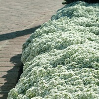 Graines de fleurs ALYSSE CLEAR CRYSTAL (Lobularia maritima) - Graineterie A. DUCRETTET