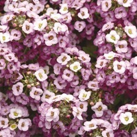 ALYSSE ALYSSE-CLEAR CRYSTAL (Lobularia maritima)-tons lavande - Graines traitées - Graineterie A. DUCRETTET