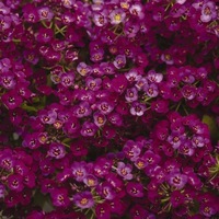 ALYSSE ALYSSE-CLEAR CRYSTAL (Lobularia maritima)-tons pourpre - Graines traitées - Graineterie A. DUCRETTET