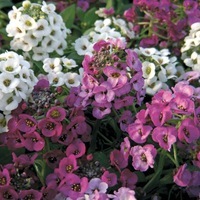 Graines de fleurs ALYSSE CLEAR CRYSTAL (Lobularia maritima) - Graineterie A. DUCRETTET