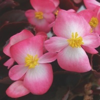 Graines de fleurs BEGONIA SEMPERFLORENS SENATOR F1 (Begonia semperflorens) - Graineterie A. DUCRETTET
